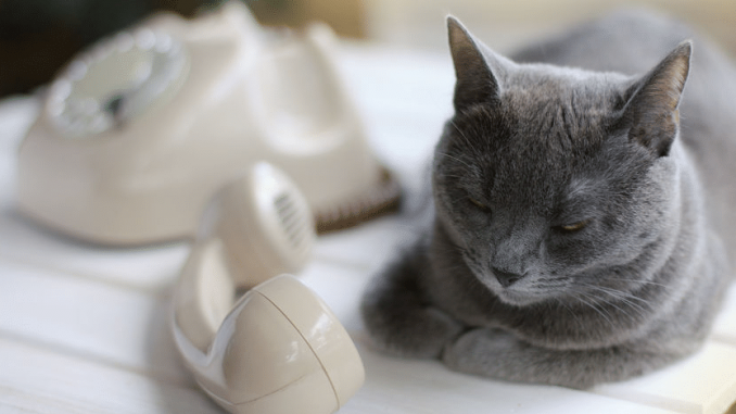 Burned-out-cat-cannot-talk-on-phone.png