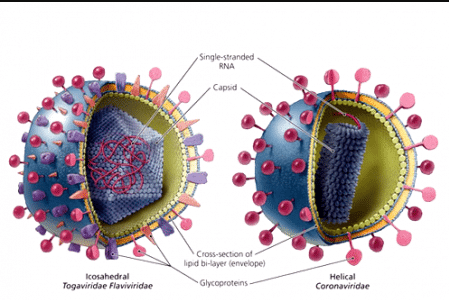 Hepatitis-D.png