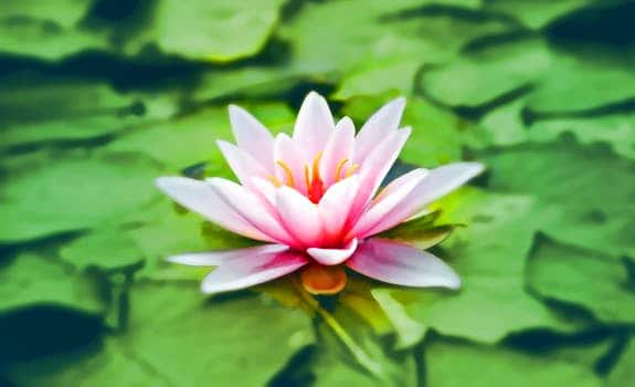 waterlily-pink-water-lily-water-plant-158465.jpg