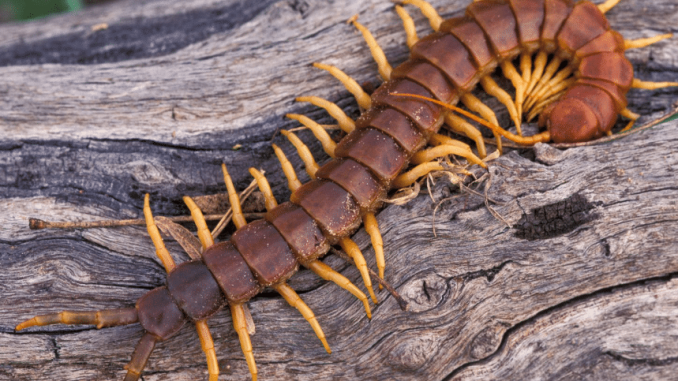 centipede.png