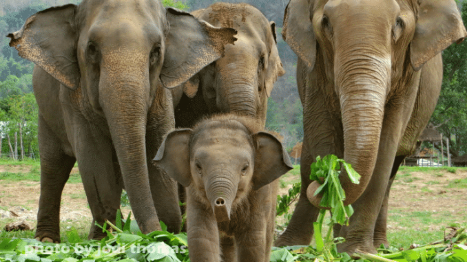 elephants.png