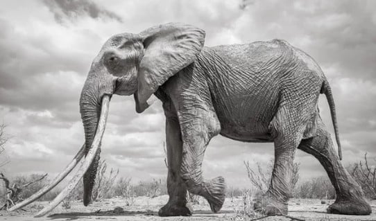 tusker2.jpg