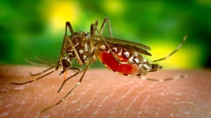 mosquito.jpg