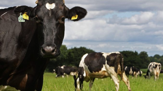 fe9e32ae-cowforlatino.jpg
