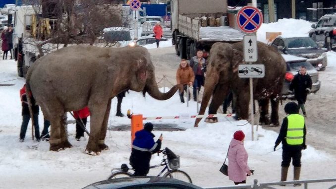 russia-elephant-1.jpg