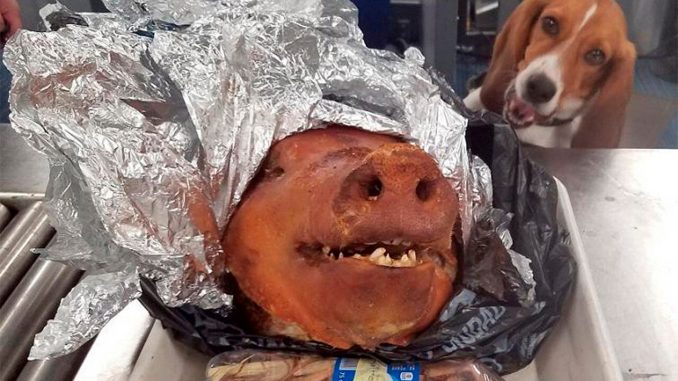 Pig-Head-AP.jpg